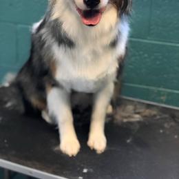 June - Australian Shepherd