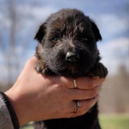 Aster - Black and red female German Shepherd puppy in Lexington, Virginia from Stahlhaus ( Previously Buffelbach Farmstead Shepherds)