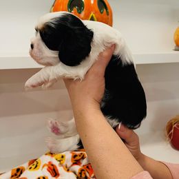 Cavalier King Charles Spaniel Puppies from Ridgefield Cavaliers