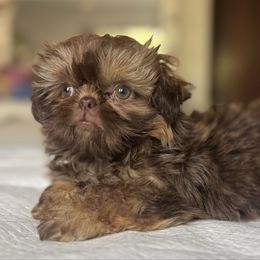 Cinnamon - Gold female Shih Tzu puppy in Bloomington, California from Horacio Basulto's Shih Tzu