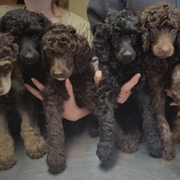 Poodles from McPoodle Dog Ranch