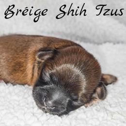 AKC Red Male - Red male Shih Tzu puppy in Las Vegas, Nevada from Beirin Breige Shih Tzus