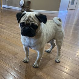 Dozer - Pug