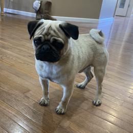 Dozer - Pug