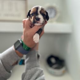 Lola (yellow collar) - Chocolate Havanese puppy in Osceola, Indiana from LUV my HAVAMALT