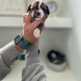 Lola (yellow collar) - Chocolate Havanese puppy in Osceola, Indiana from LUV my HAVAMALT
