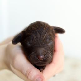 Blue - Chocolate male Australian Labradoodle puppy in Williamstown, New York from Lewis Manor Labradoodles