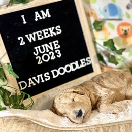 Goldendoodle Puppies from Davis Doodles
