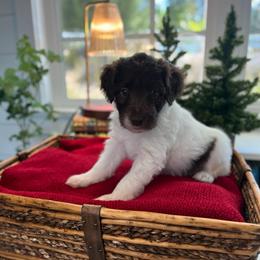 Aslan - White and red male Bordoodle puppy in Valley Center, California from Circle R Valley Bordoodls