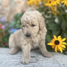 Goldendoodle Puppies from Jess’ Golden Doodles