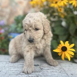 Goldendoodle Puppies from Jess’ Golden Doodles
