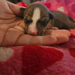 Sapphire - Red and white female Basenji puppy in New Providence, Pennsylvania from Buck Iron Stables Kennel