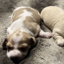 Dachshunds from Chamberlains Doxie