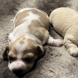 Dachshunds from Chamberlains Doxie