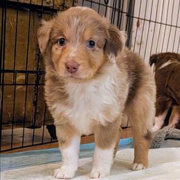 Asiago - Red merle male Australian Shepherd puppy in Pamplin, Virginia from Hope & Joy Acres