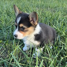 Laniey - Black and tan female Pembroke Welsh Corgi puppy in Rolla, Missouri from Chapman Corgis