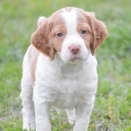 Brittany Puppies from Reas’s Brittany’s of middle Georgia