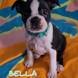 Bella - Black and white female Boston Terrier puppy in Clinton Township, Michigan from Greenberg's Boston Terriers & Bullies of Metro Detroit