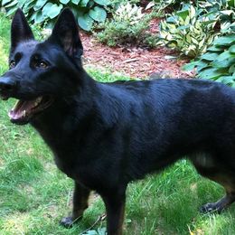 German Shepherds from Refiners Fire Kennel
