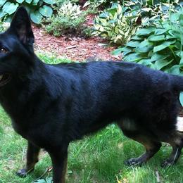 German Shepherds from Refiners Fire Kennel