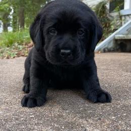 Denim - Black male Labrador Retriever puppy in Grand Saline, Texas from Castle Hills Labradors
