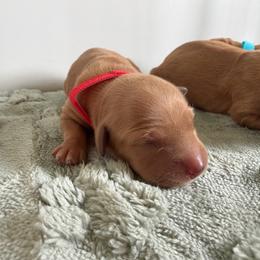 Girl 5 - Golden female Golden Retriever puppy in Collins, Georgia from Beards Creek Kennels