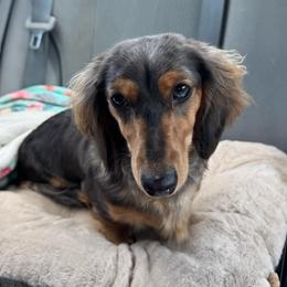 Theia - Dachshund