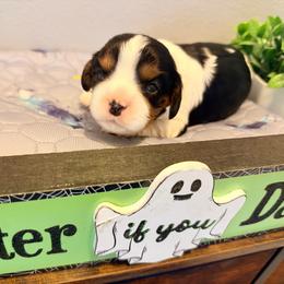 Edna Mode - Tri-color female Cavalier King Charles Spaniel puppy in Spring Hill, Florida from Wonderland Cavaliers