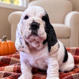 Dolly - Black and white female Basset Hound puppy in Pilot Mtn, North Carolina from Lowdown Love Basset Hounds