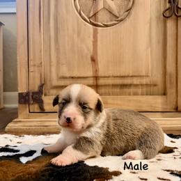 Boy 2 - Red male Pembroke Welsh Corgi puppy in Johnson City, Texas from McCall Creek Corgis