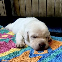 Labrador Retriever Puppies from Joy Luck Labs, LLC