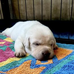 Labrador Retriever Puppies from Joy Luck Labs, LLC