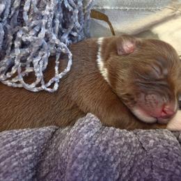 Ember - Red & white female Miniature Australian Shepherd puppy in Willard, Missouri from Stoney Brook Aussies