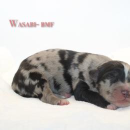 Wasabi - Blue merle female Australian Shepherd puppy in Coldwater, Michigan from Northern Star Australian Shepherds