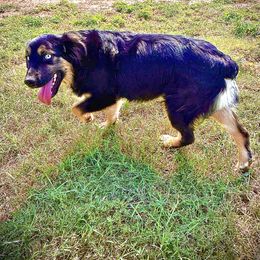 Onyx - Miniature Australian Shepherd