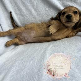 Dachshund Puppies from CSW Dachshunds