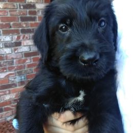 Giant Schnauzer Puppies from Oklahoma Giants