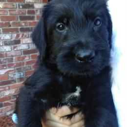 Giant Schnauzer Puppies from Oklahoma Giants