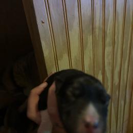 Black or agouti male - Black female Siberian Husky puppy in Wheeling, West Virginia from Powells Huskies
