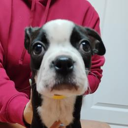 Boston Terriers from Bobos Bostons