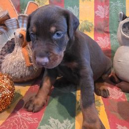 Purple - Red and rust female Doberman Pinscher puppy in Anderson, Indiana from Legendary Kennels