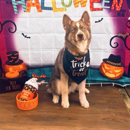 Boy 4 (Deuce) - Siberian Husky puppy from SnowShier Huskies