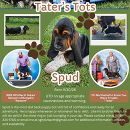 Boy 2 - male Basset Hound puppy in Georgetown, Kentucky from Old River Runs