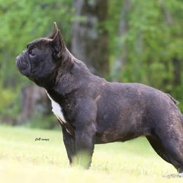Bulldogs and French Bulldogs from Double B Bulldogs