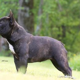 Bulldogs and French Bulldogs from Double B Bulldogs