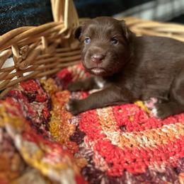 Beth - Red & white female Australian Shepherd puppy in Dunn, North Carolina from The Dogs of Working Aussies Homestead
