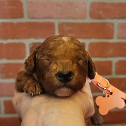 Miniature Tangerine - Red  female Goldendoodle puppy in Los Molinos Ca, California from Sunshine Sanctuary Doodles