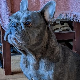 Buttercup - French Bulldog