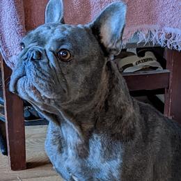 Buttercup - French Bulldog