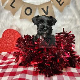 Miniature Schnauzer Puppies from Fraizer Farms